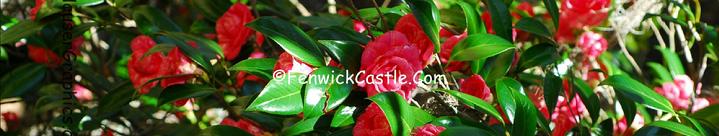 Camellia's of Fenwick Hall Plantation on John's Island, SC 
