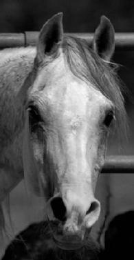 fenwick horses, arabian, godolphin, john's island horses, hauser photography, webdesign 