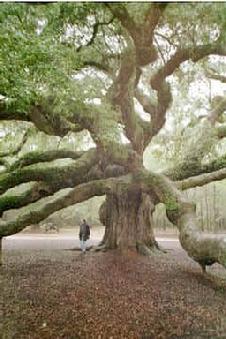 One of the oldest & Largest Oaks. A Tree of Souls?