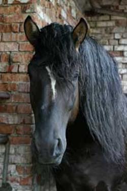 black stallion, fenwick arabian, john's island horses, kiawah horses, john hauser photography, web design, historical research, charleston plantations, stono 