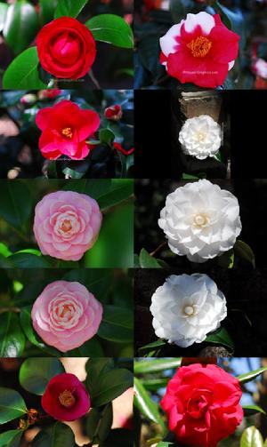 charleston camellia society, cactus, cacti, morawetzianus, Serita