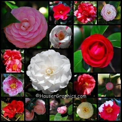 Camellia's at Fenwick Hall Plantation, John's Island friends of Drayton Hall, Middleton Place, Magnolia Gardens,  Ashley River, Charleson, SC, HauserGraphics, Hauser Graphics, Web Design, Historical Houses, National Register of Historical Buildings, John Hauser Photography