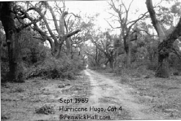 Fenwick after Hurricane hugo. 1989 Cat 4 Hurricane Hugo hits S.Carolina's Coast. Fenwick's Oak Allee takes extreme damage to the old oak trees.