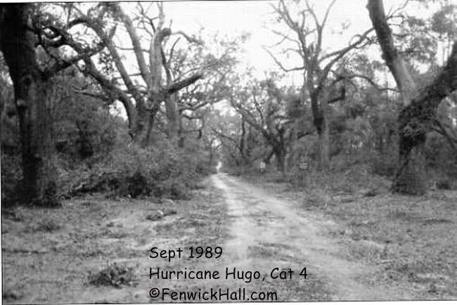 Fenwick after Hurricane hugo. 1989 Cat 4 Hurricane Hugo hits S.Carolina's Coast. Fenwick's Oak Allee takes extreme damage to the old oak trees.