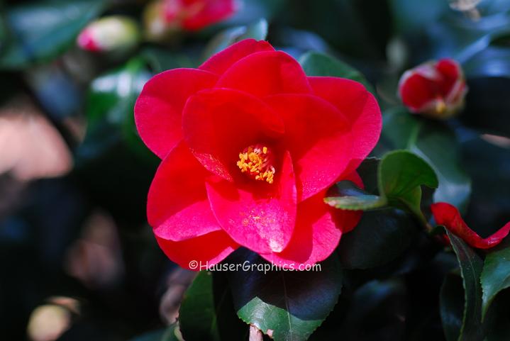 Camellias at Fenwick Hall Castle, John's Island, SC 