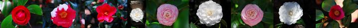 charleston camellia society, ancient camellias, cactus charleston, morawetzanus cacti, john fenwick, john's island stud, sc 