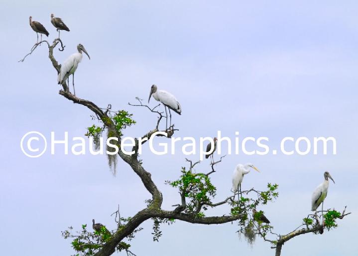 Endangered Wood Storks, John's Island, Stono River Wildlife