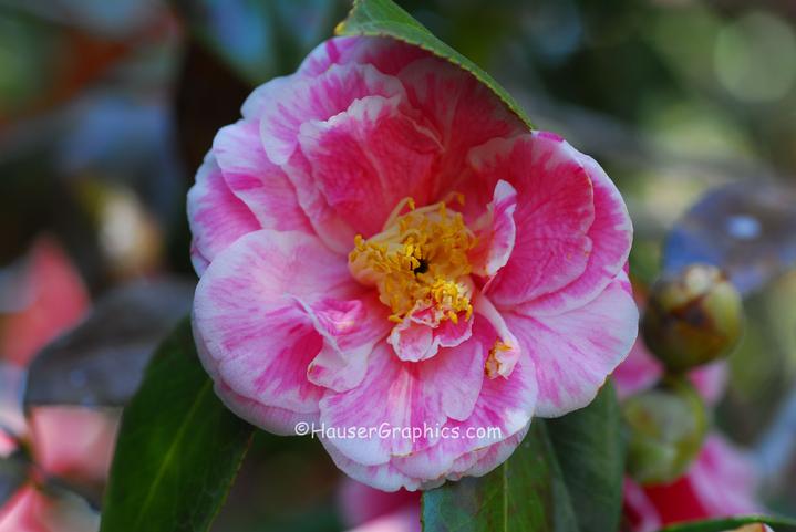 Victor and Marjorie Morawetz also grew Camellia's in their Fenwick Hall Gardens in the 1930's. 