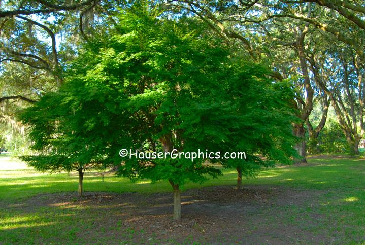 Japanese Maples, Fenwick Camellias, Drayton Hall, Hauser Photography, Hauser Historical, 